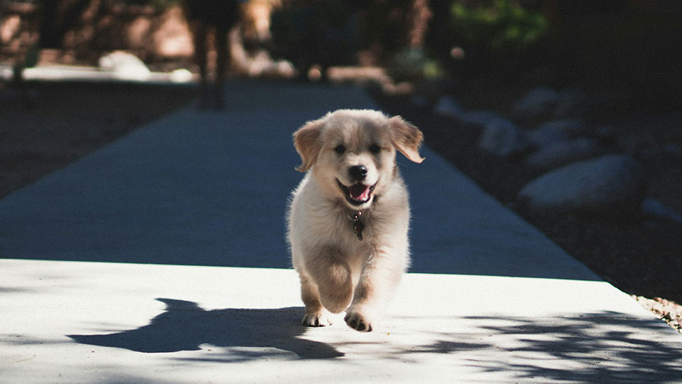 SPRING CHICKEN PUPPY